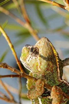 Chamaeleo calyptratus Stock Photos
