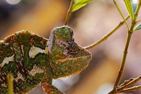 Chamaeleo calyptratus Stock Photos