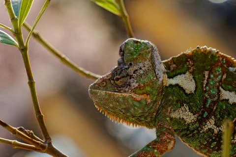 Chamaeleo calyptratus Stock Photos