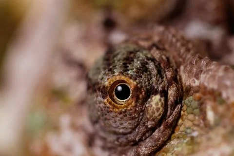 Chamaeleo calyptratus Stock Photos