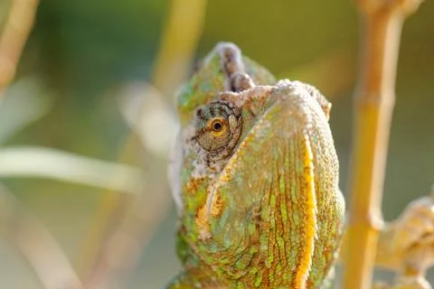 Chamaeleo calyptratus Stock Photos