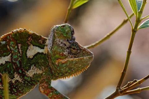 Chamaeleo calyptratus Stock Photos