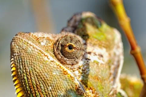 Chamaeleo calyptratus Stock Photos