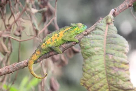 A Chamaeleo Climbing a Leaf Stock Photos