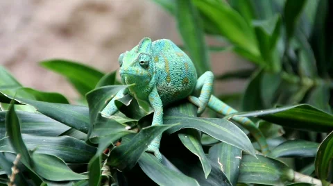 Chamaeleon 9207 Video stock 788980