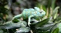 Chamaeleon 9209 HD Footage