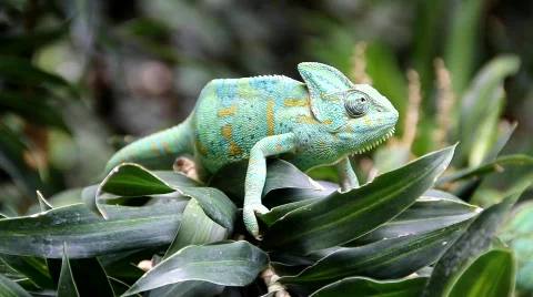 Chamaeleon 9209 Stock Footage 788999