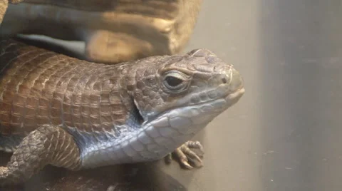 Chamaeleonidae Video stock 4096673