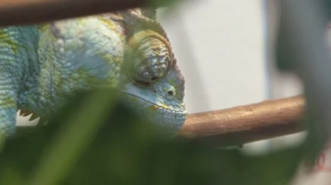 Chamaeleonidae Video stock 4099628