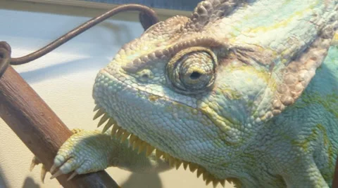 Chamaeleonidae Stock Footage 4100171