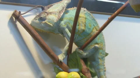 Chamaeleonidae Video stock 4100555