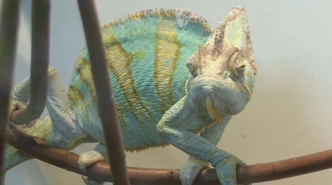 Chamaeleonidae Video stock 4102193