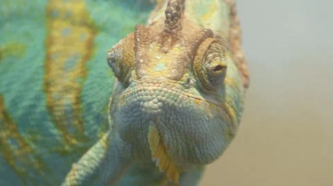 Chamaeleonidae Video stock 4106731