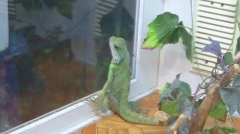 Chamaeleonidae Video stock 4126741