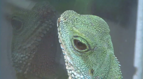 Chamaeleonidae Video stock 4128132