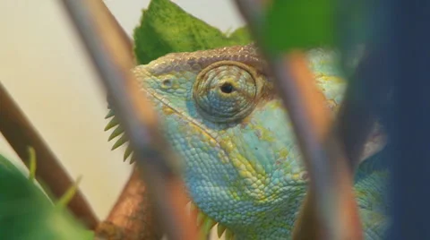 Chamaeleonidae Video stock 4131453