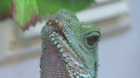 Chamaeleonidae Video stock 4135485