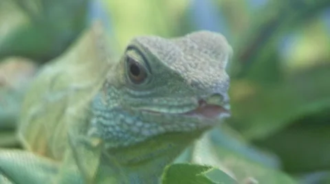 Chamaeleonidae Stock Footage 4180591