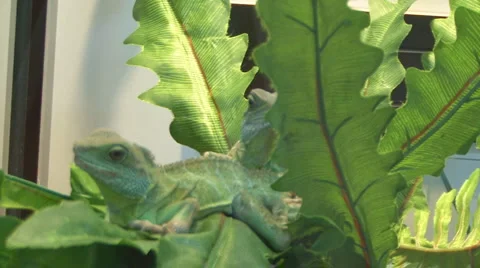 Chamaeleonidae Stock Footage 4183020