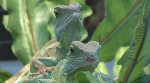 Chamaeleonidae Stock Footage 4185335