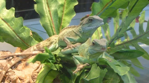 Chamaeleonidae Stock Footage 4186142