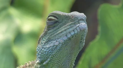 Chamaeleonidae Stock Footage 4187273