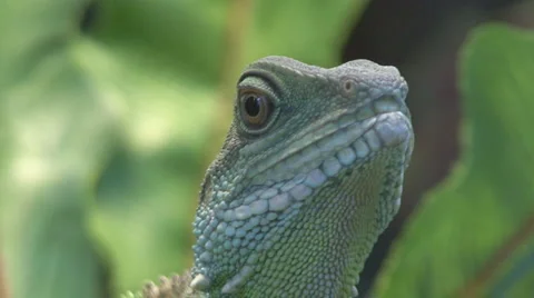 Chamaeleonidae Stock Footage 4189605