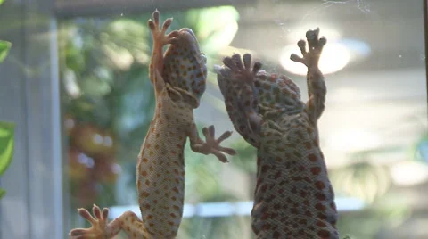 Chamaeleonidae Stock Footage 4211354