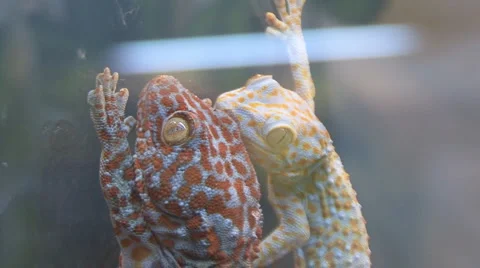 Chamaeleonidae Stock Footage 4213103