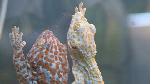 Chamaeleonidae Stock Footage 4213652