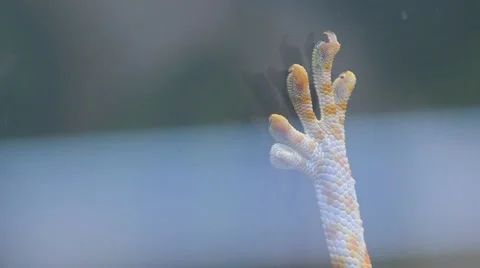 Chamaeleonidae Stock Footage 4219054