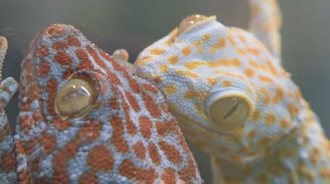 Chamaeleonidae Stock Footage 4220387