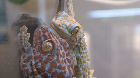 Chamaeleonidae Stock Footage 4220784