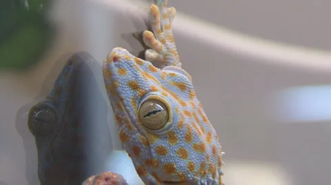 Chamaeleonidae Stock Footage 4222301