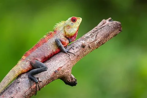 Chamaeleonidae 写真素材