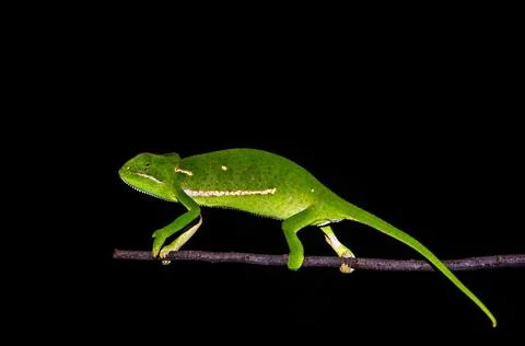 Chamaleon on a black background Stock Photos