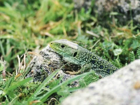 Chamaleon Stock Photos