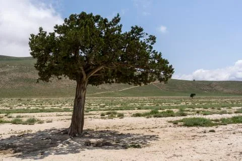 Chamanbid Landscape Tree Stock Photos