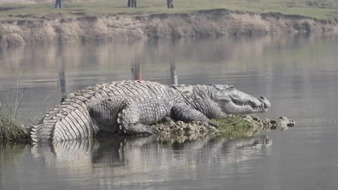 Chambal Marsh Crocodile Stock Footage 154235254