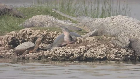 Chambal River Bio-diversity Stock Footage 154238220