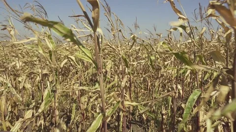 Chamber movement through corn Stock Footage 80487500