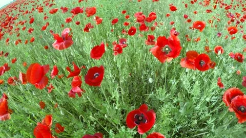 The chamber moves smoothly over the buds of red flowers. Stock-Footage 90959688