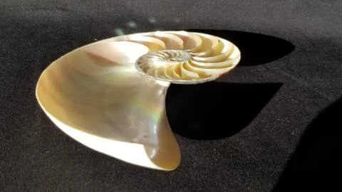 Chambered nautilus shell section isolated on black background Stock Photos
