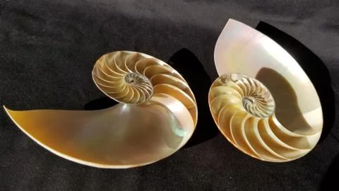 Chambered nautilus shell sections isolated on black background Stock Photos