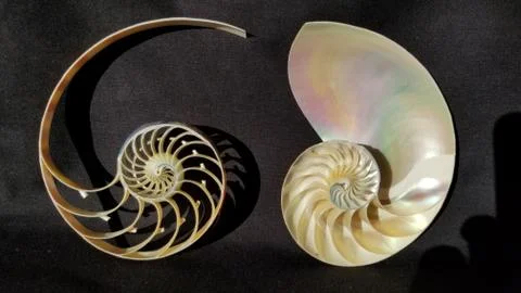 Chambered nautilus shell sections isolated on black background Stock Photos