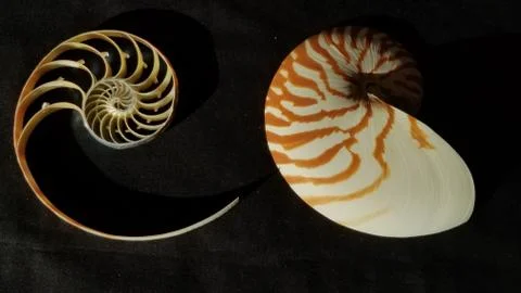 Chambered nautilus shell sections isolated on black background Stock Photos