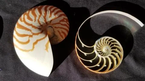 Chambered nautilus shell sections isolated on black background Stock Photos