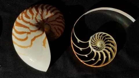 Chambered nautilus shell sections isolated on black background Stock Photos