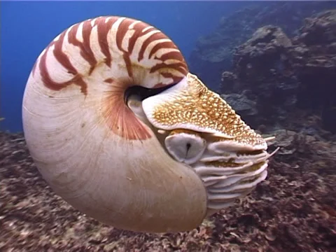 Chambered nautilus swimming, Nautilus pompilius, UP3448 Stock Footage