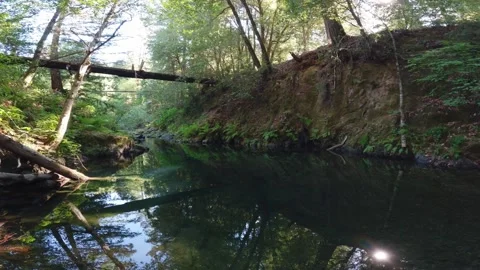 Chamberlain creek in Jackson demonstration forest Stock Footage 286901553